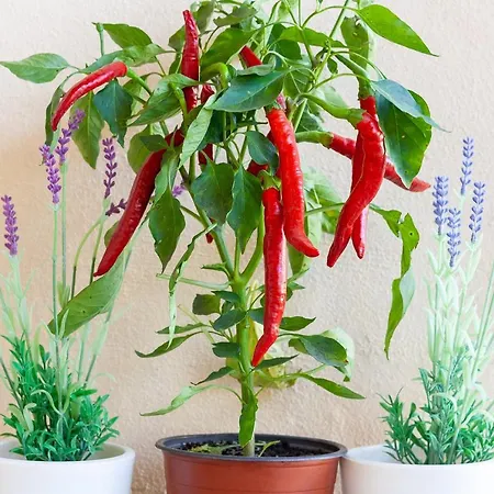 Hort De Roig *