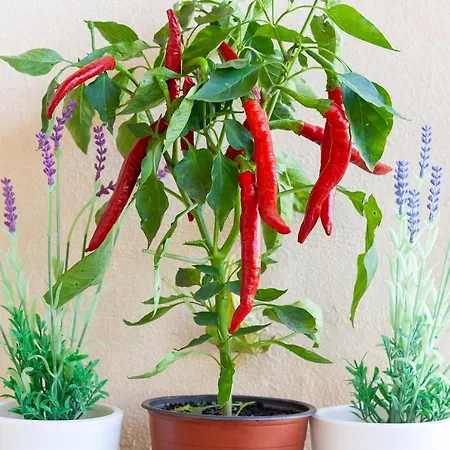 Hort De Roig *