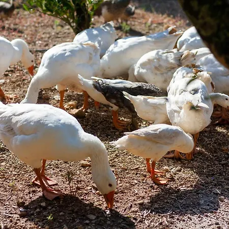 Hort De Roig Pollenca