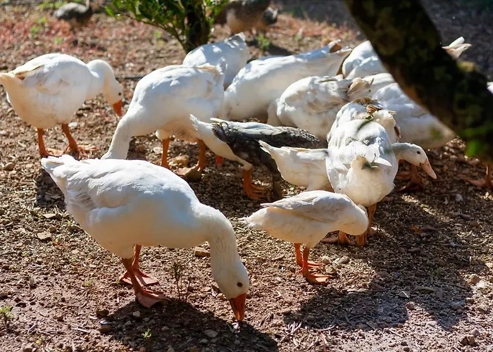 Hort De Roig Pollensa